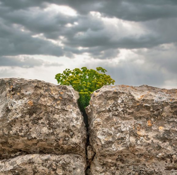 Wild flowers growing between two rocks