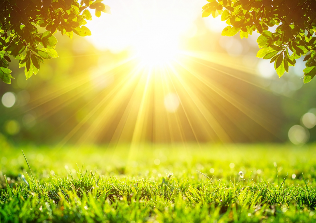 Sun shining on green grass