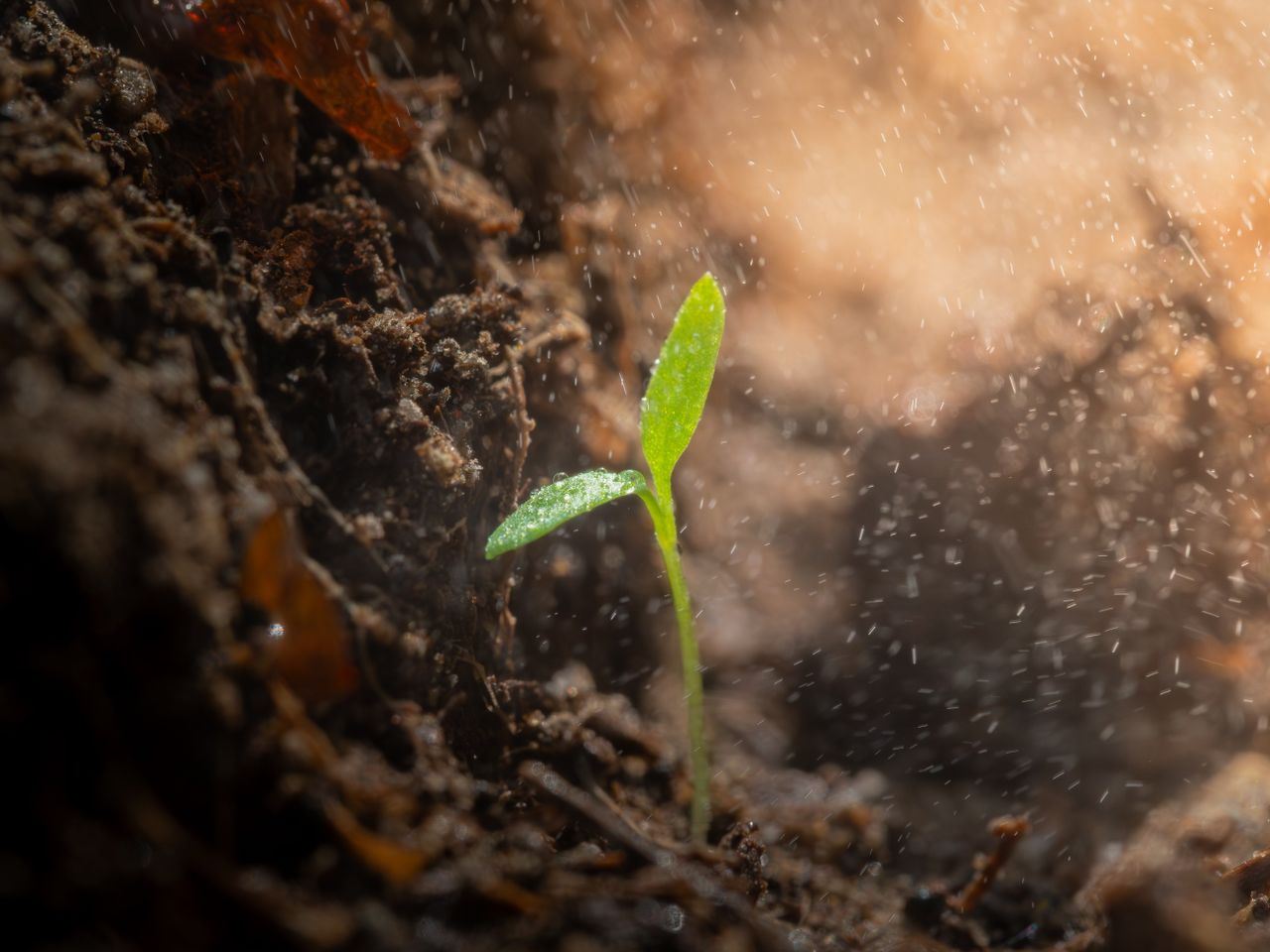 Green shoot frowing out of soil