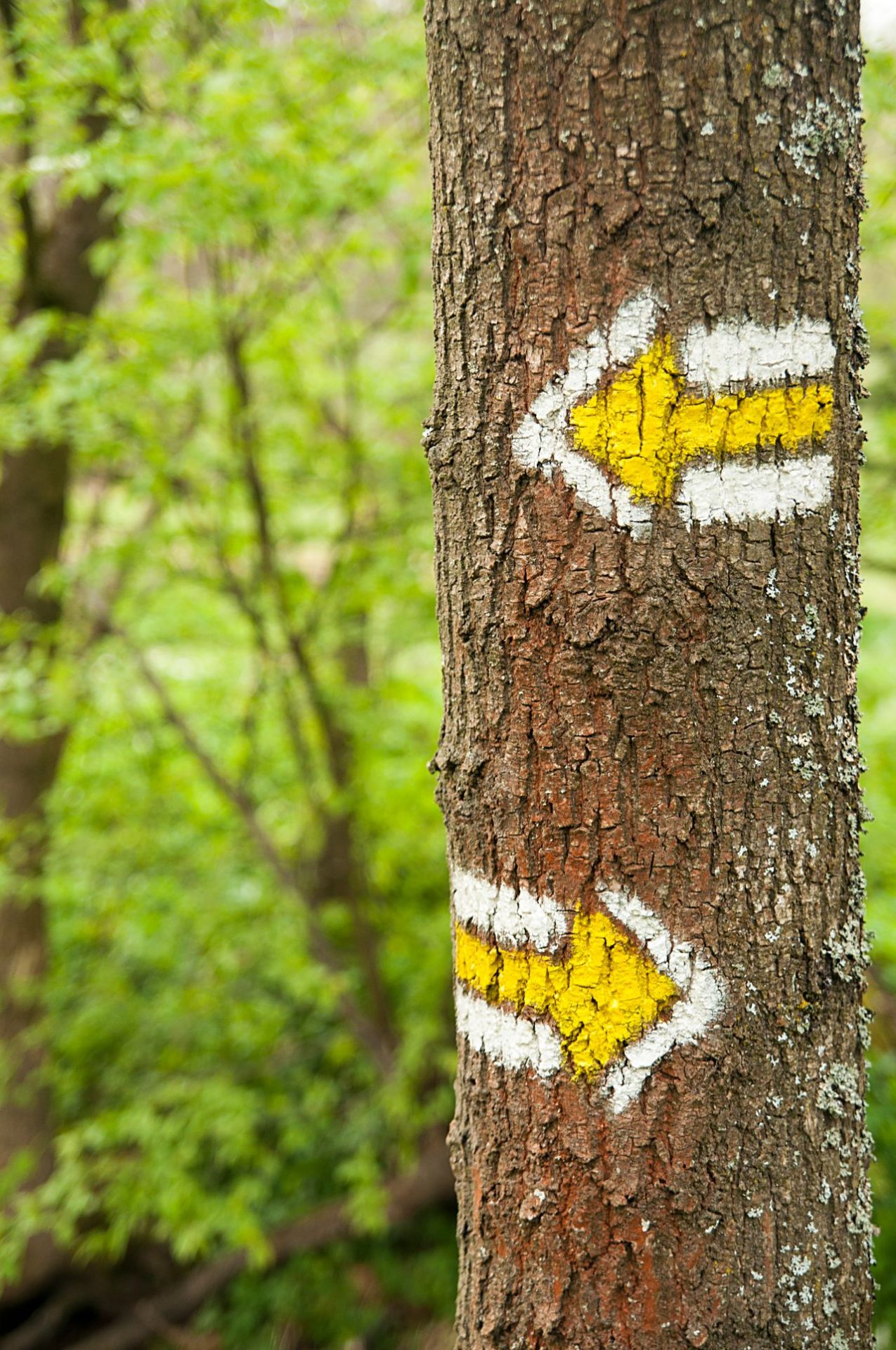 Tree with yellow and white arrows painted on bark pointing left and right