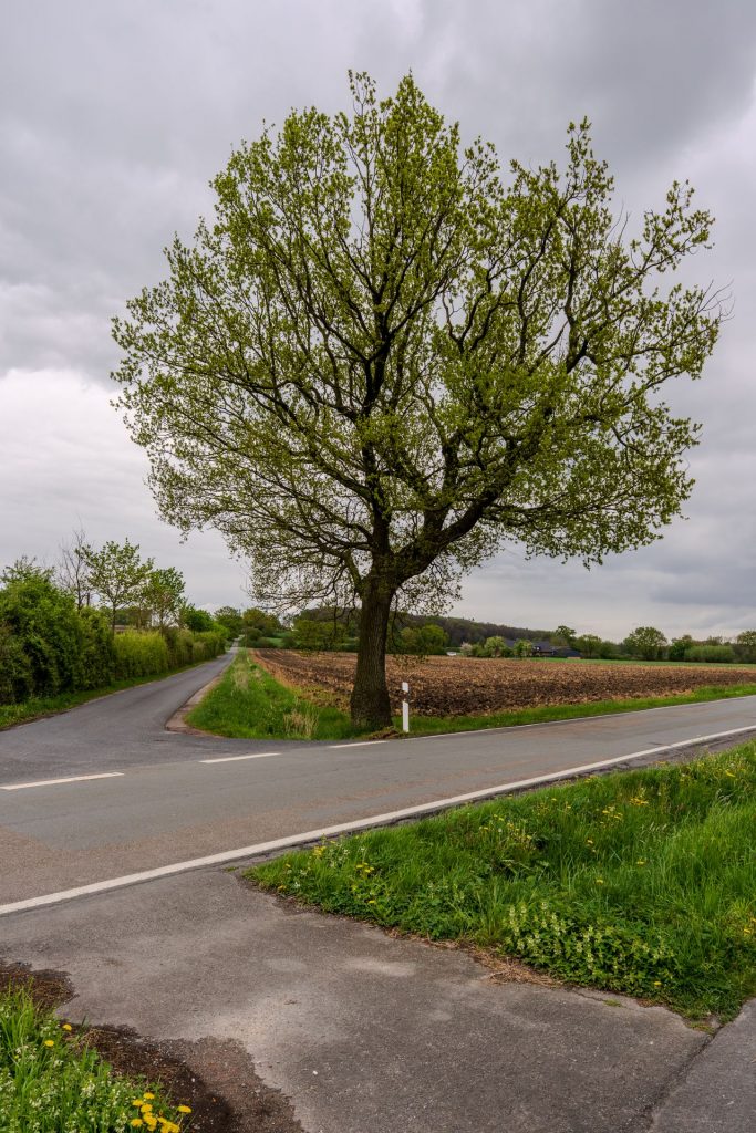 A solitary tree stands at a rural crossroad, surrounded by fields under a cloudy sky.