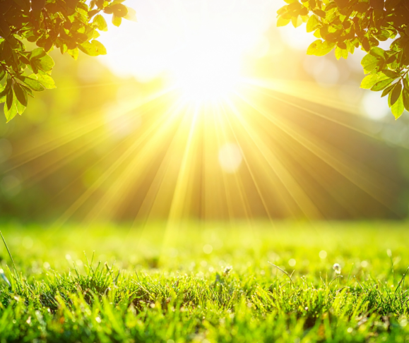 Sun shining on green grass