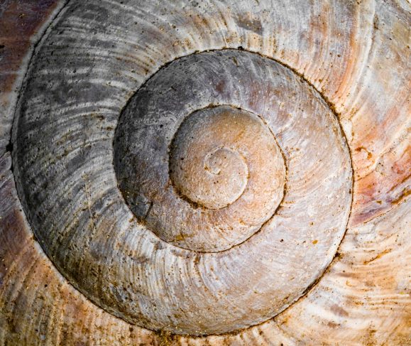 Detailed close-up of a snail shell showcasing its natural spiral pattern and earthy colors.