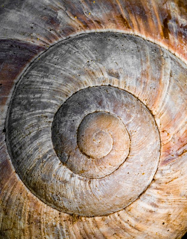 Detailed close-up of a snail shell showcasing its natural spiral pattern and earthy colors.