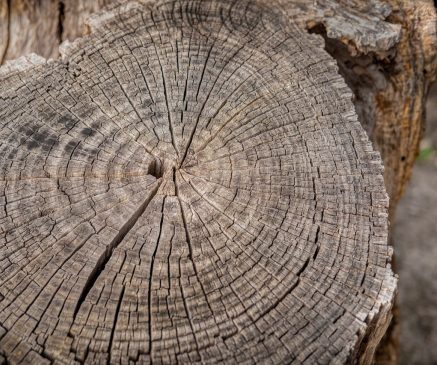 Large tree trunk showing inner rings