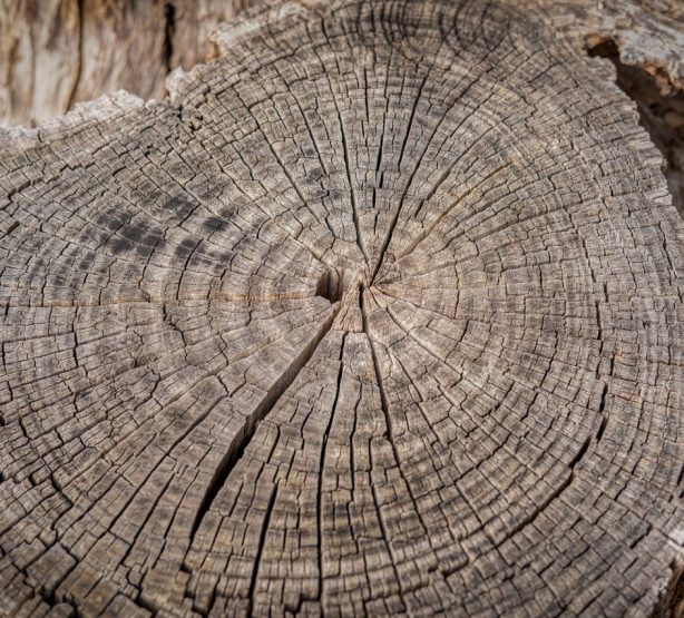 Large tree trunk showing inner rings